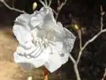シロバナゲンカイツツジ