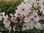 ソメイヨシノ
