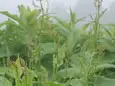 タカネスイバ