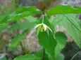 チゴユリ