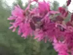 トキワマンサク