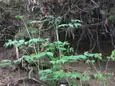 トリアシショウマ