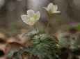 シロカネソウ
