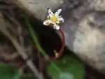 ウラベニダイモンジソウ