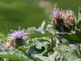 ウスユキトウヒレン