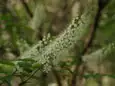 ウワミズザクラ