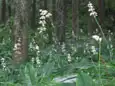 ヤブミョウガ