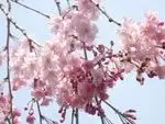 ヤエベニシダレ