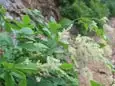 ヤマブキショウマ