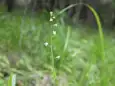 ヤマハタザオ