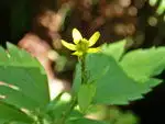 ヤマキツネノボタン