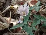ユキワリイチゲ