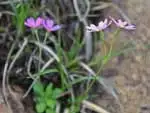ユキワリソウ