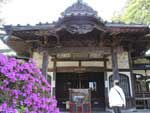 オオムラサキが咲くお寺